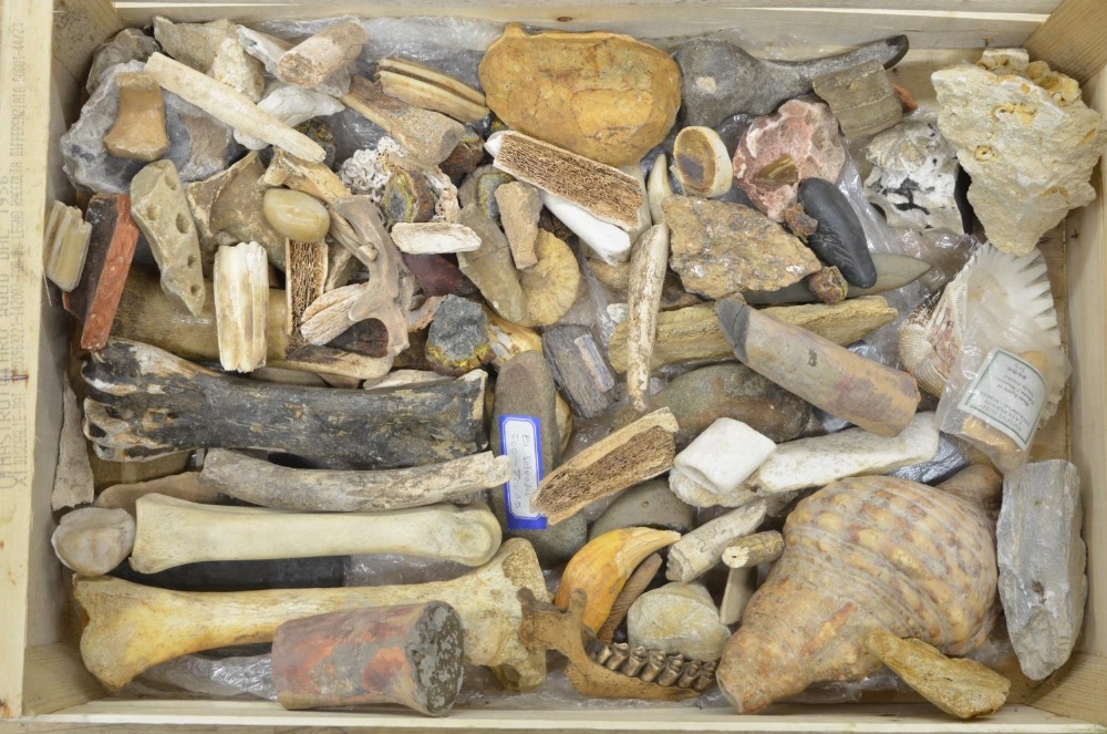 Mixed collection of fossils and animal bones, boar tusks, jaw bones, shells etc. (Victor Brox