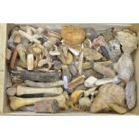 Mixed collection of fossils and animal bones, boar tusks, jaw bones, shells etc. (Victor Brox