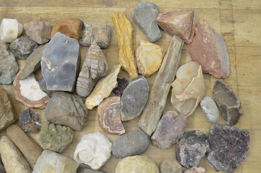 Mixed collection of fossils, minerals and ancient stone tools including fossilised bracket fungus - Image 4 of 5