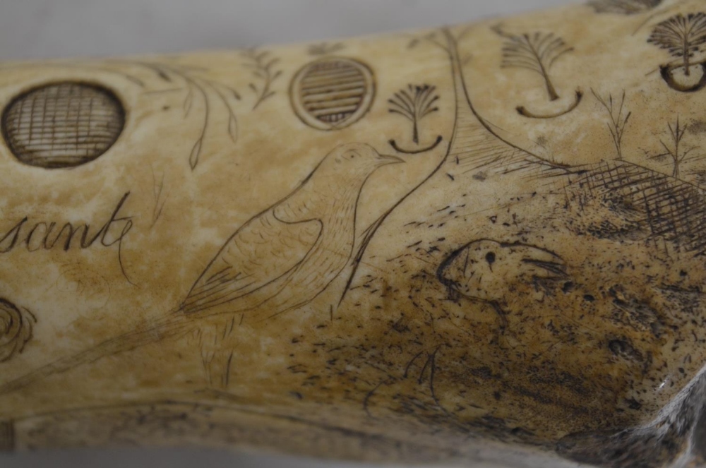 Bone quill holder with scrimshaw design including alphabet, numbers, animals and various symbols and - Image 5 of 6