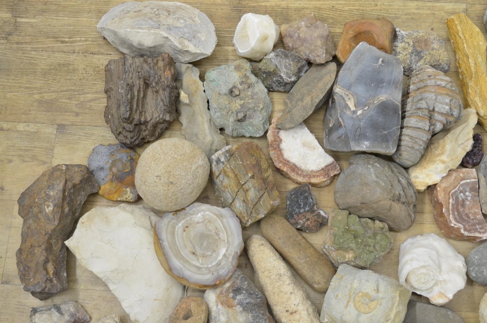 Mixed collection of fossils, minerals and ancient stone tools including fossilised bracket fungus - Image 5 of 5