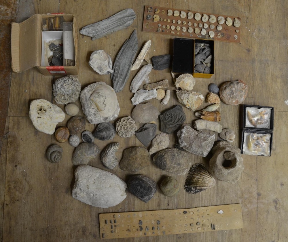 Collection of fossils to include ammonites, coral, shells, petrified wood etc. (Victor Brox