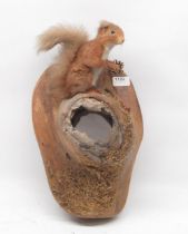 Taxidermy specimen of Red Squirrel on a tree, H40cm.