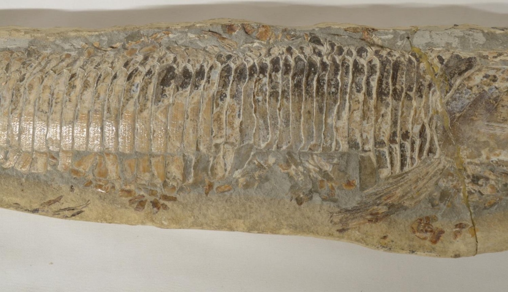 Two fossilized fish, larger example overall length 51cm (please note head snapped off and repaired), - Image 3 of 6