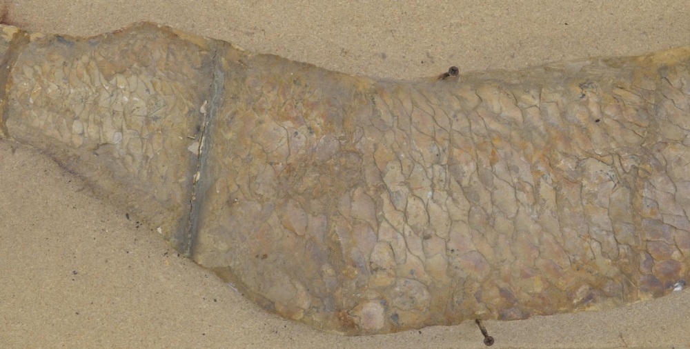 Large fossilized fish (discovered in Brazil, possibly Cladocyclus). Please note tail detached and - Image 4 of 7