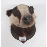 Taxidermy Badger mask mounted on shield shaped wooden plaque, H17cm.