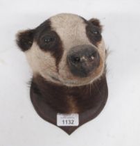 Taxidermy Badger mask mounted on shield shaped wooden plaque, H17cm.
