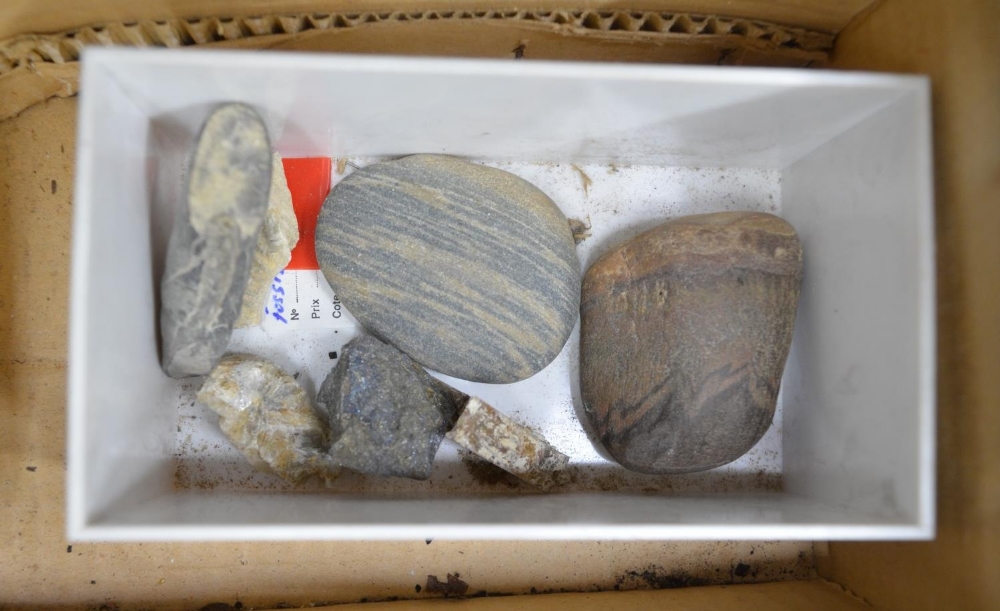 Collection of fossils to include ammonites, coral, shells, petrified wood etc. (Victor Brox - Image 8 of 8