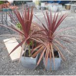 Pair of Cordyline Australis 'Torbay Red' shrubs