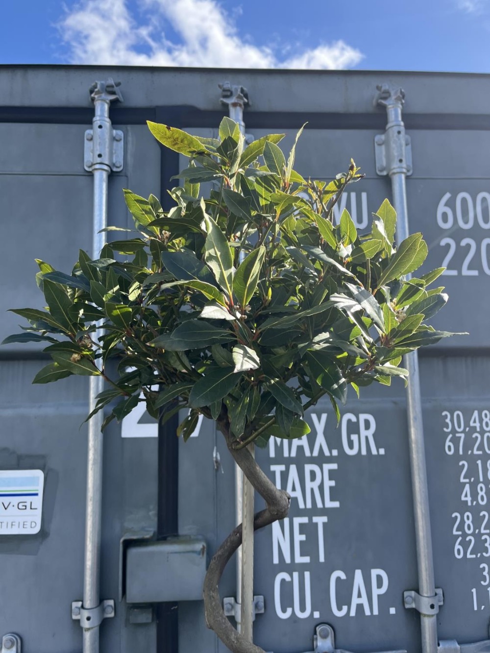 Tall potted bay tree with twisted stem, H198cm - Image 2 of 3