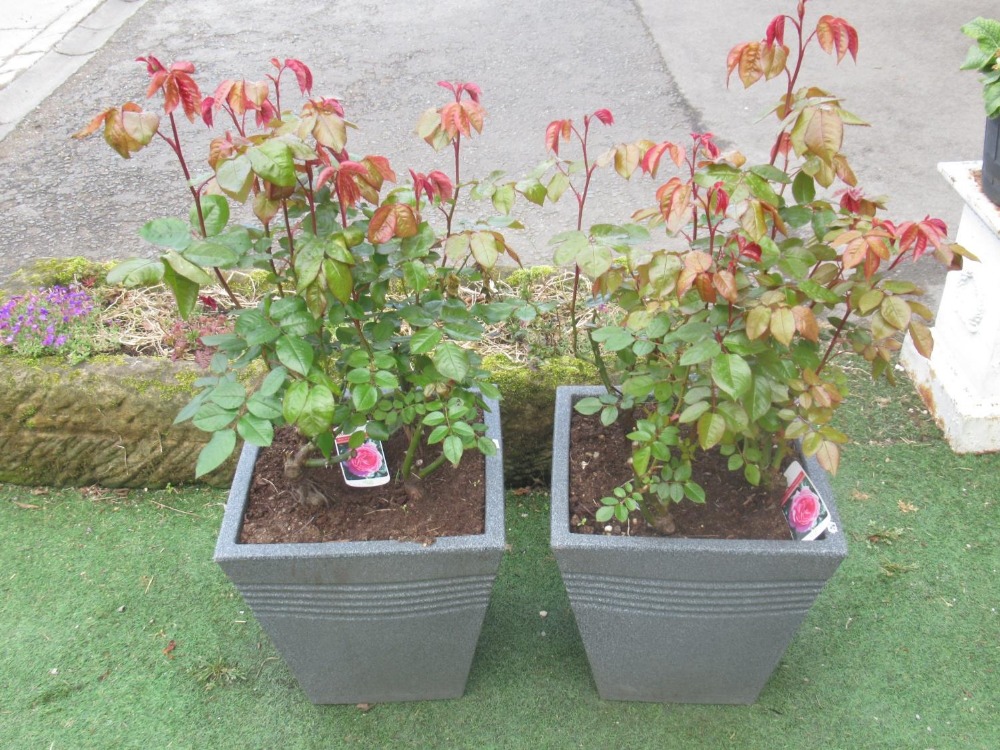 Collection of five Mum in a Million Rose plants in pots - Image 2 of 2