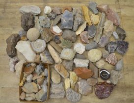 Mixed collection of fossils, minerals and ancient stone tools including fossilised bracket fungus