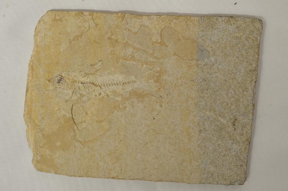 Two fossilized fish, larger example overall length 51cm (please note head snapped off and repaired), - Image 5 of 6