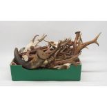 Taxidermy Roe Deer antlers on shield shaped wooden plaque H25cm; other unmounted antlers and cow