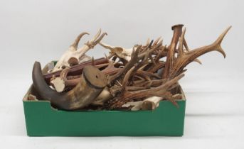 Taxidermy Roe Deer antlers on shield shaped wooden plaque H25cm; other unmounted antlers and cow