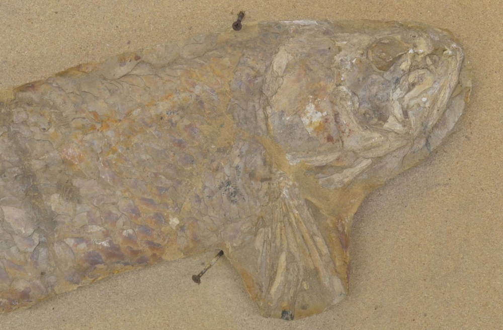Large fossilized fish (discovered in Brazil, possibly Cladocyclus). Please note tail detached and - Image 2 of 7