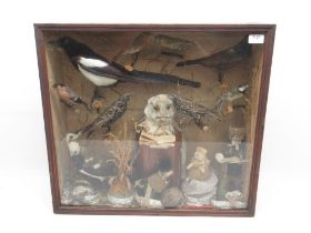 Taxidermy cased Barn Owl, Magpie, Robin other birds and rodents in school room setting, H55.5cm.