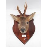 Taxidermy Roe Deer mounted on shield shaped wooden plaque, H34cm.