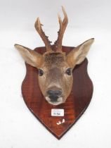Taxidermy Roe Deer mounted on shield shaped wooden plaque, H34cm.
