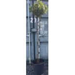 Tall potted bay tree with twisted stem, H198cm