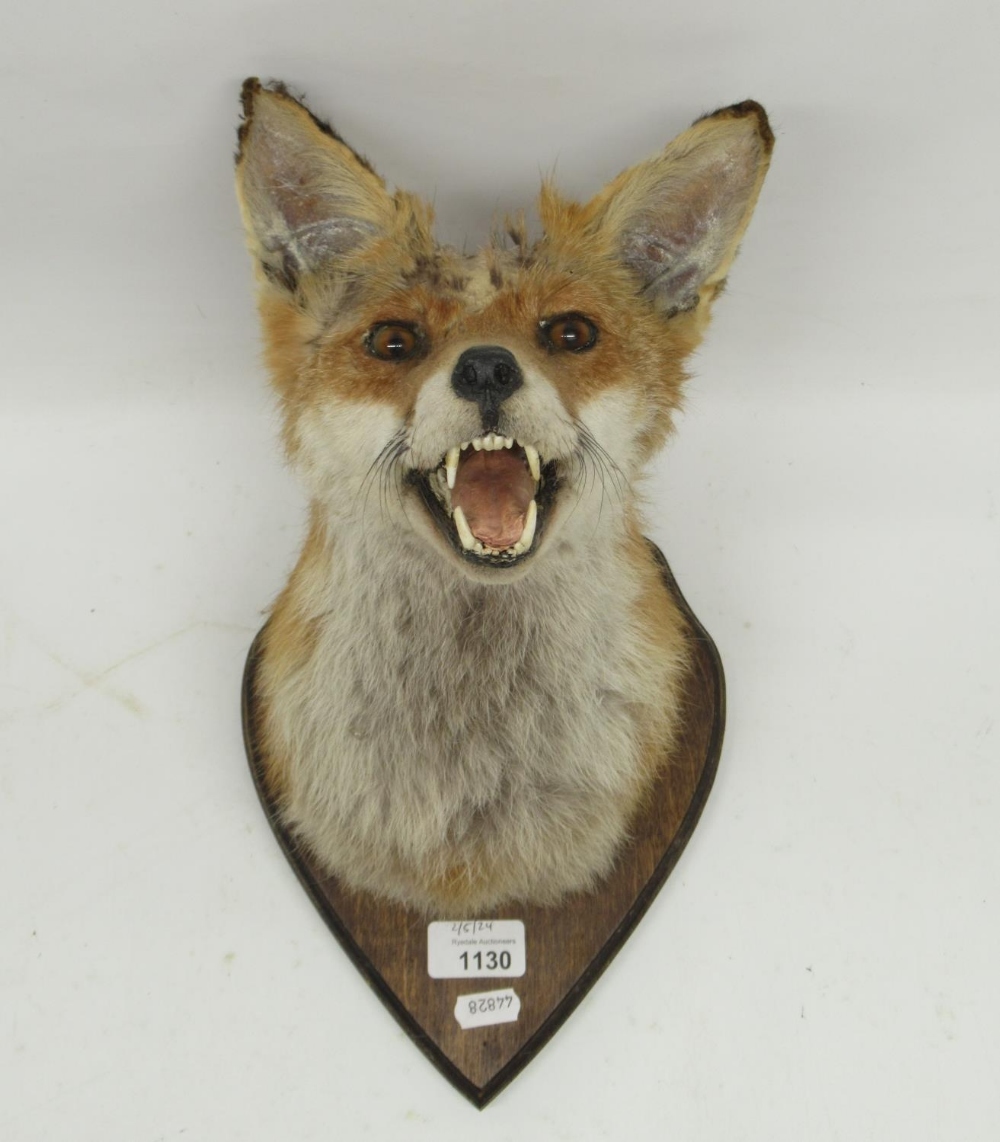 Taxidermy Fox mask mounted on shield shaped wooden plaque, H24cm.