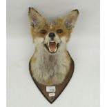 Taxidermy Fox mask mounted on shield shaped wooden plaque, H24cm.