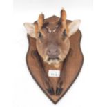 Taxidermy Chinese Water Deer mounted on shield shaped wooden plaque, H33cm.