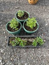 Collection of three Lovage plants and a strawberry plant