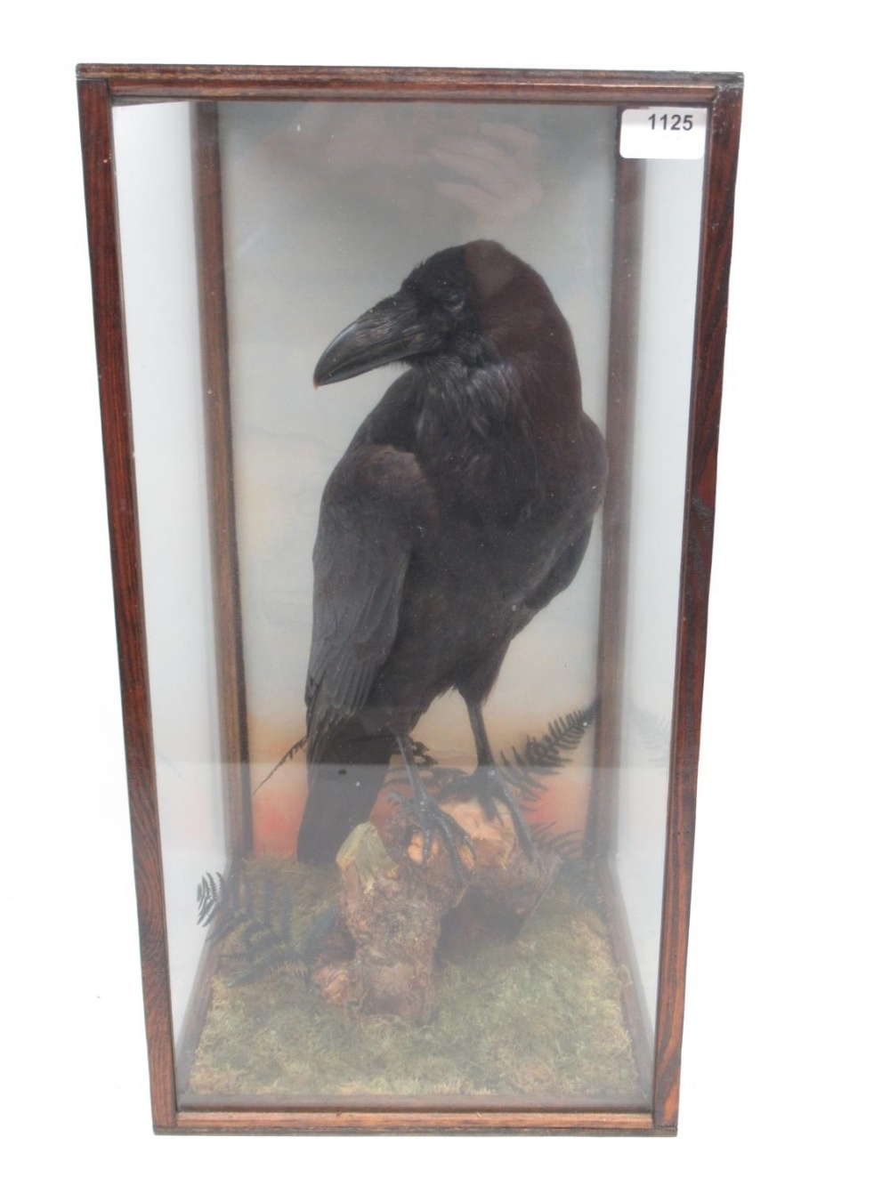 Taxidermy cased Common Raven in naturalistic setting, H57cm.