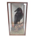 Taxidermy cased Common Raven in naturalistic setting, H57cm.