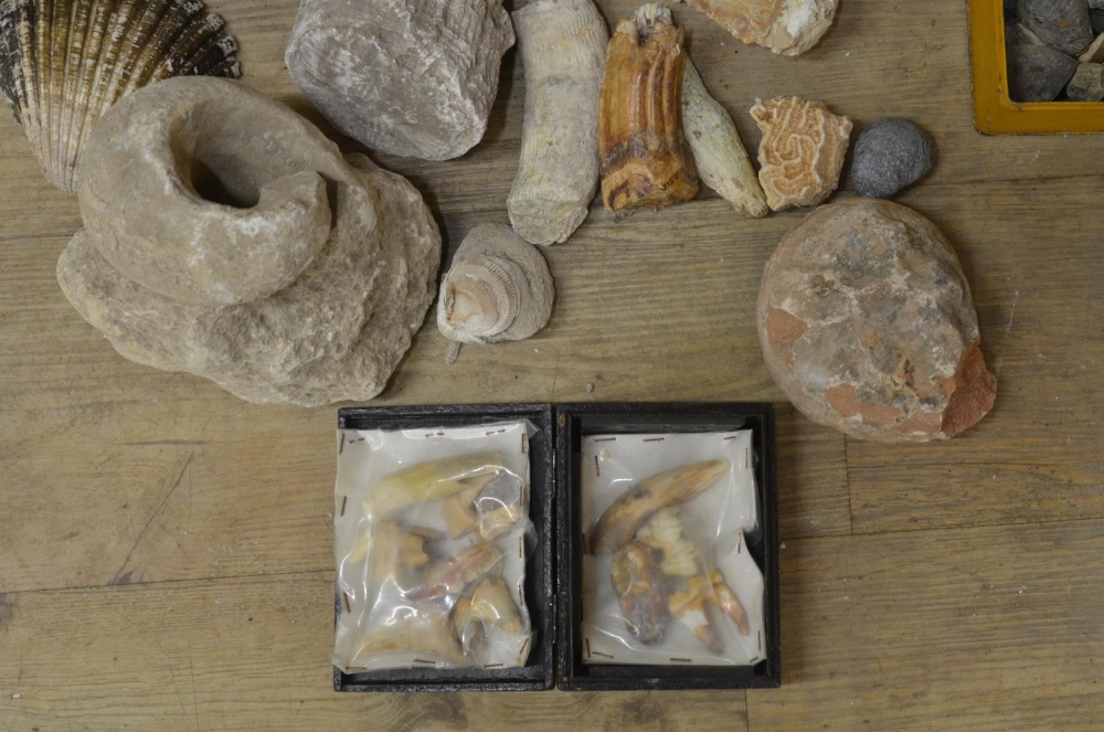 Collection of fossils to include ammonites, coral, shells, petrified wood etc. (Victor Brox - Image 3 of 8