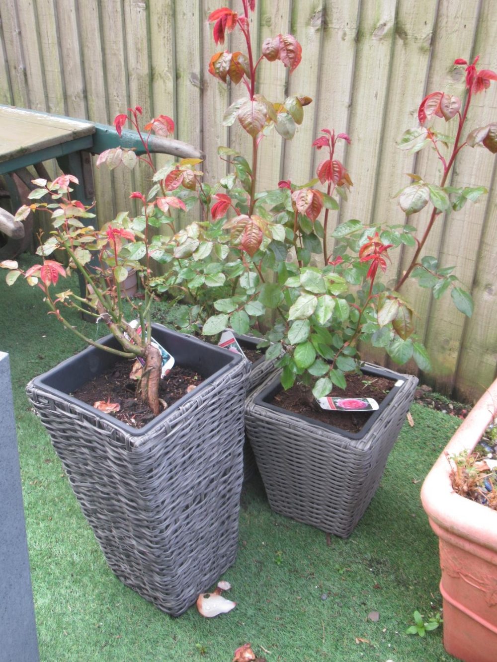 Collection of five Mum in a Million Rose plants in pots