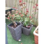Collection of five Mum in a Million Rose plants in pots