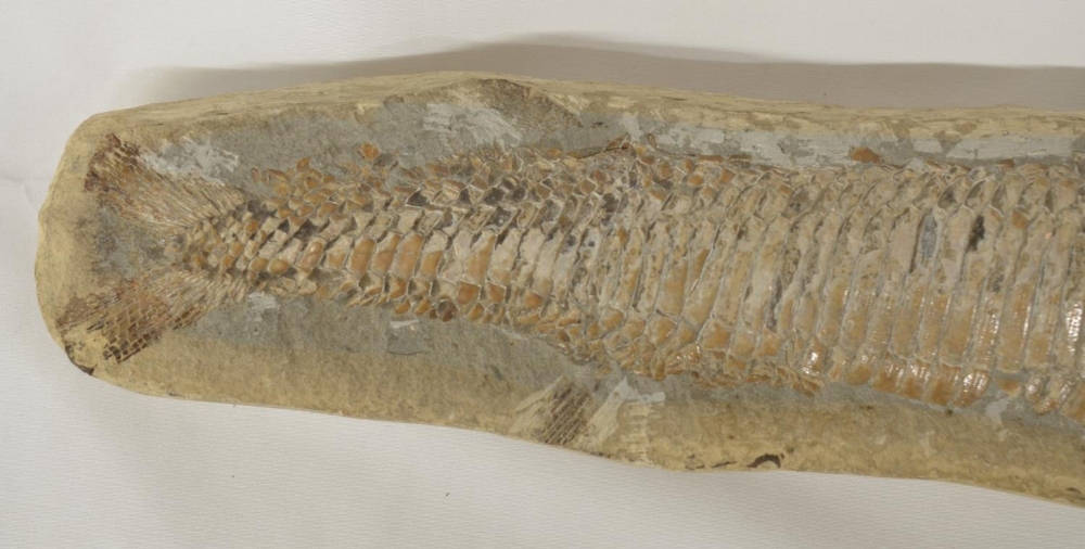 Two fossilized fish, larger example overall length 51cm (please note head snapped off and repaired), - Image 4 of 6