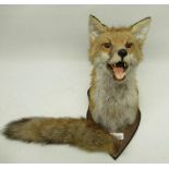 Taxidermy Fox mask and brush mounted on shield shaped wooden plaque, H27cm.