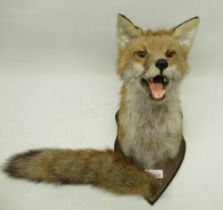 Taxidermy Fox mask and brush mounted on shield shaped wooden plaque, H27cm.