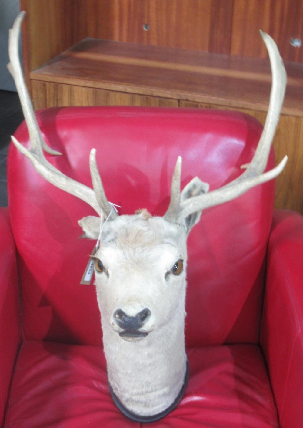 Mid 20th century taxidermy red deer stag's head, 8-point antlers, H68cm