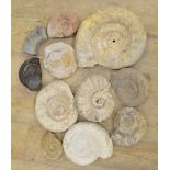 Collection of fossilised Ammonites, largest example diameter 29cm (11) (Victor Brox collection)