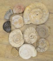 Collection of fossilised Ammonites, largest example diameter 29cm (11) (Victor Brox collection)