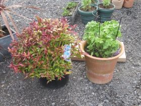 Pair of large potted plants, a Delphinium and a Leucothoe