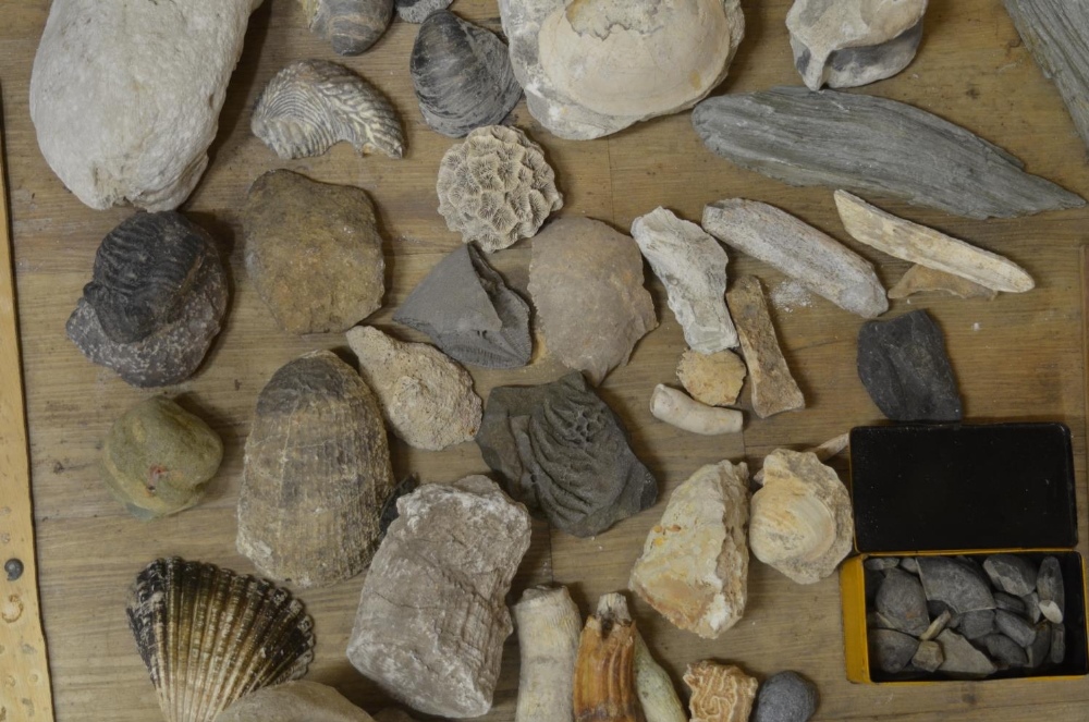 Collection of fossils to include ammonites, coral, shells, petrified wood etc. (Victor Brox - Image 4 of 8