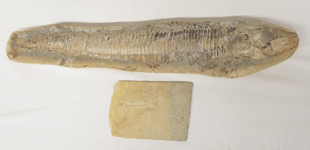 Two fossilized fish, larger example overall length 51cm (please note head snapped off and repaired),