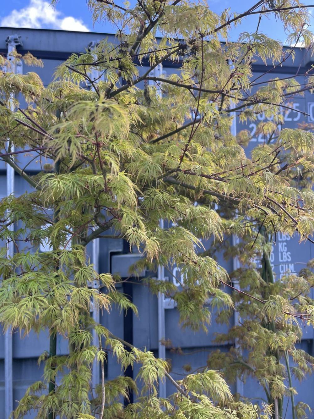 Two potted Japanese acers, max. H210cm - Image 2 of 2