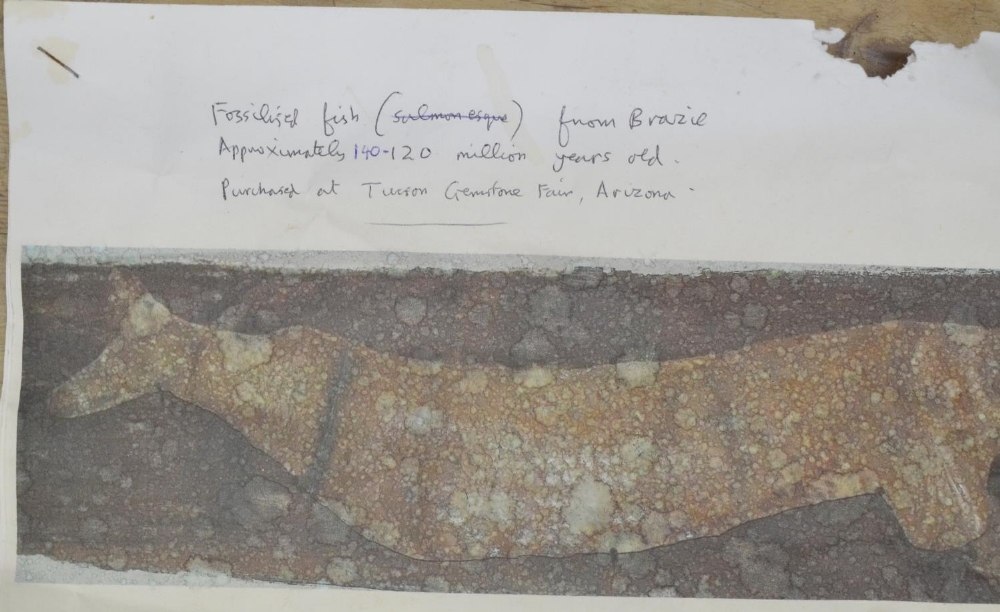 Large fossilized fish (discovered in Brazil, possibly Cladocyclus). Please note tail detached and - Image 7 of 7