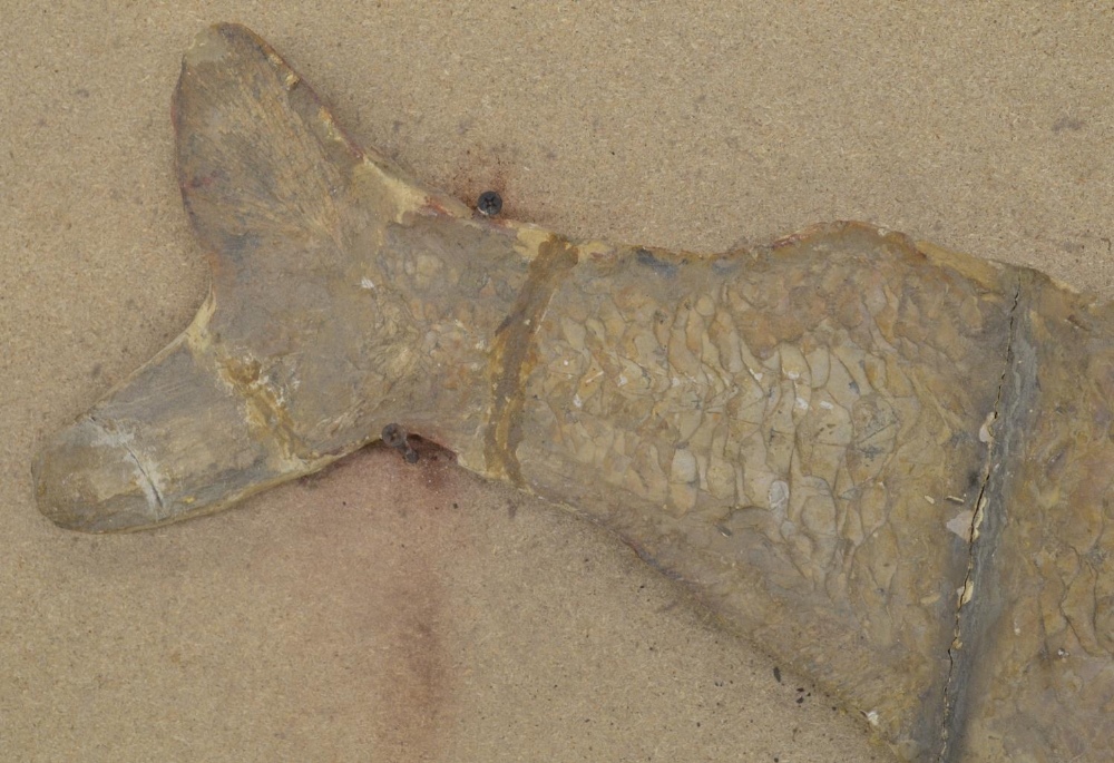 Large fossilized fish (discovered in Brazil, possibly Cladocyclus). Please note tail detached and - Image 5 of 7