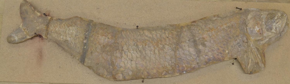 Large fossilized fish (discovered in Brazil, possibly Cladocyclus). Please note tail detached and