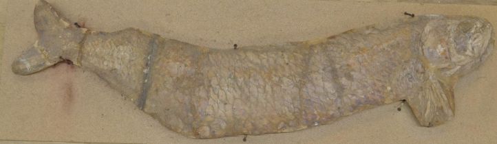 Large fossilized fish (discovered in Brazil, possibly Cladocyclus). Please note tail detached and