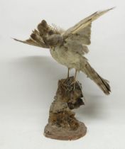 Taxidermy specimen of Sparrow Hawk perched on a branch, H40cm.