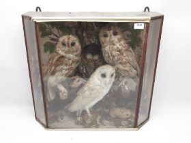 Taxidermy cased two Tawny Owls and Barn Owl in naturalistic setting, H54cm.