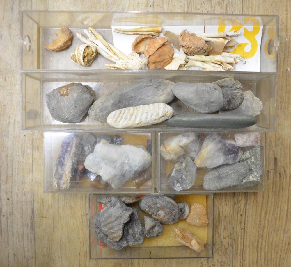 Collection of fossils to include ammonites, coral, shells, petrified wood etc. (Victor Brox - Image 7 of 8